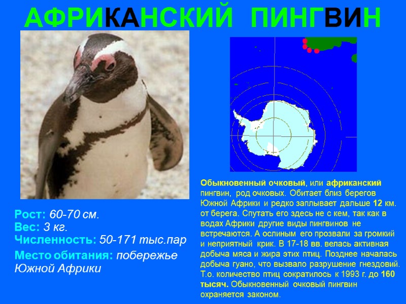АФРИКАНСКИЙ  ПИНГВИН Рост: 60-70 см. Вес: 3 кг. Численность: 50-171 тыс.пар Место обитания: